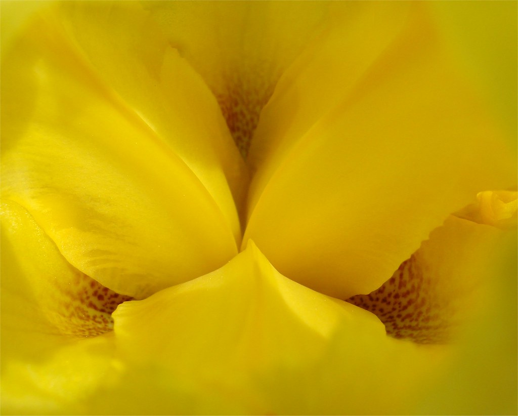 yellow iris à la Georgia O'Keeffe by lake.sider