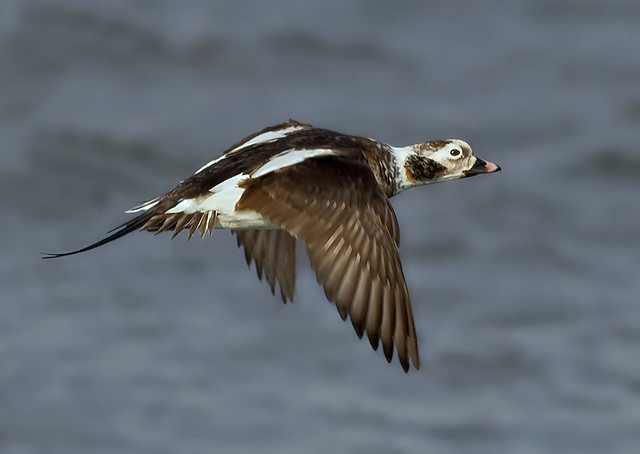 Drake Long-tailed duck ( Clangula hyemalis ) - Fleeting  Beauty  !!