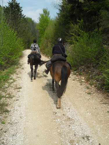 tagesritt ausreiten brave pferde pferdetrekking elsass hotzenwald chantal | by Bluemountain_Pferde-Trekking