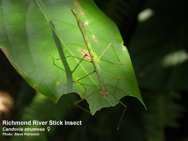 Richmond River Stick Insect Candovia strumosa