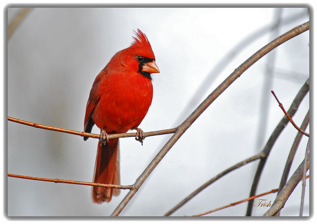 Northern Cardinal -- Red & Gray