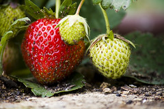 #4 Nature, Strawberry
