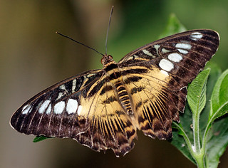 London Butterfly House