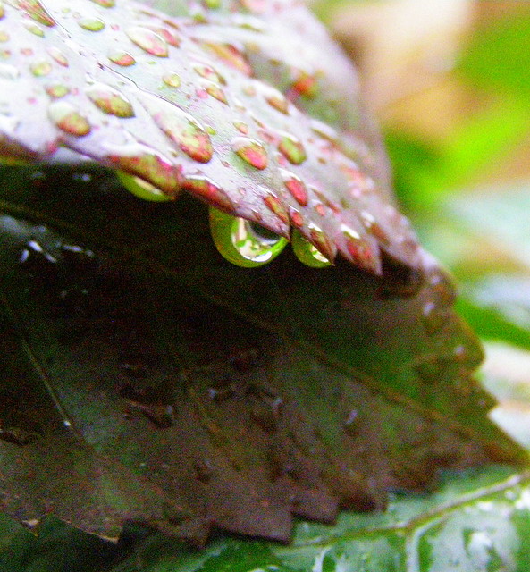 P3170684 -- Wet Leaves