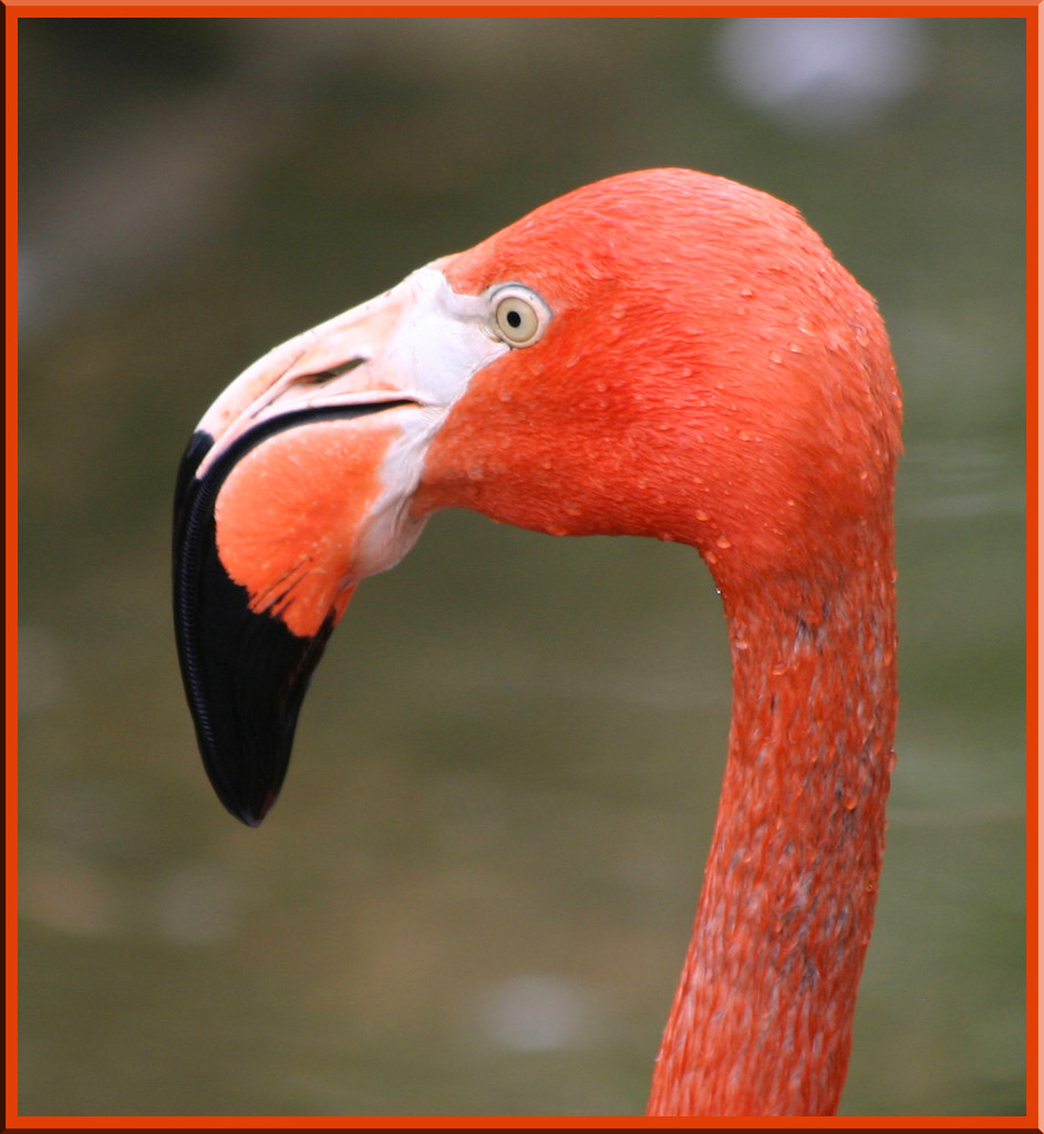 Wet Flamingo | 'Wet Flamingo' On Black | Tim Heinse | Flickr