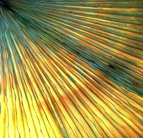 dead palm frond sunset
