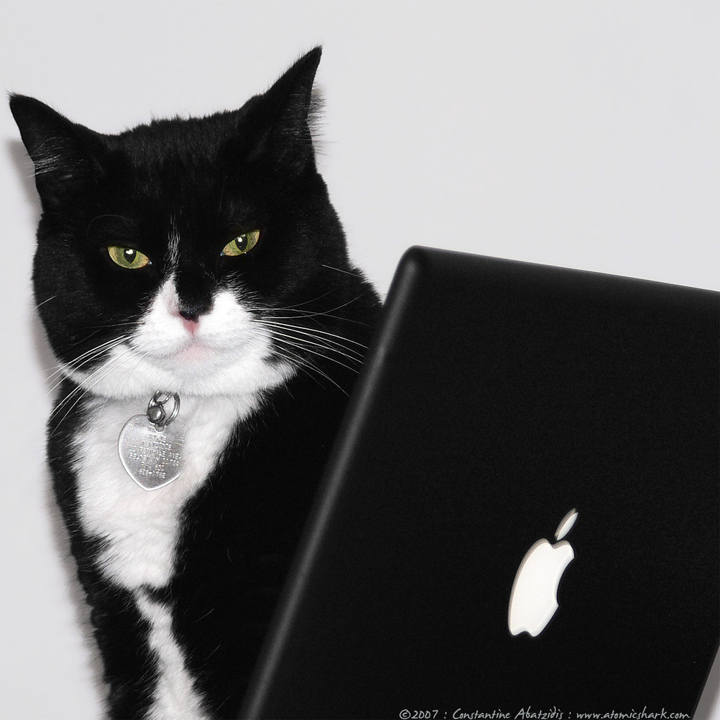 Subtitle cat. Эпл Кэт. Кошка с Apple 12. Прическа Apple Cat. Cat with the Mac.