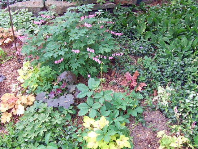 Image of Coral bells and Bleeding Hearts
