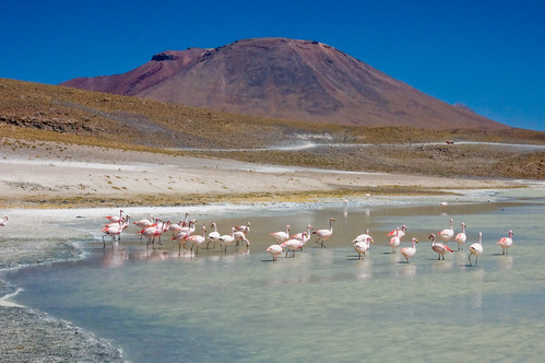 Flamingos, Laguna Canapa