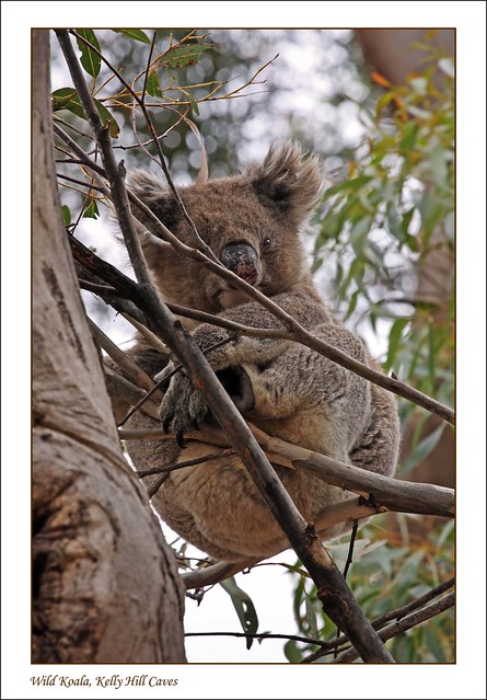 Koala in the Wild