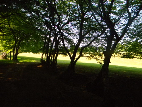 Trees Wadhurst Circular
