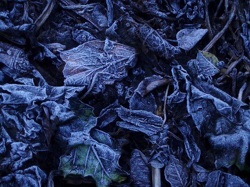 uk leaves frost decay harlow essex