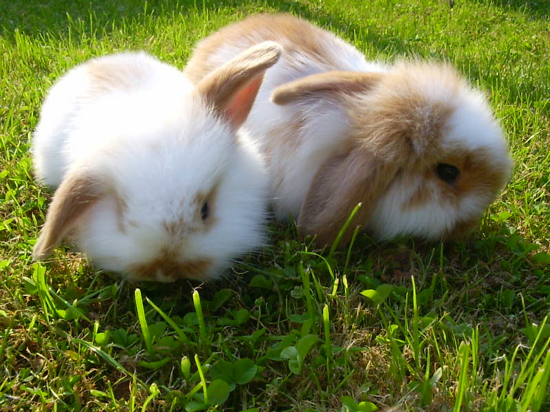 Suprr Rabbit Flickr Rabbits | Flickr