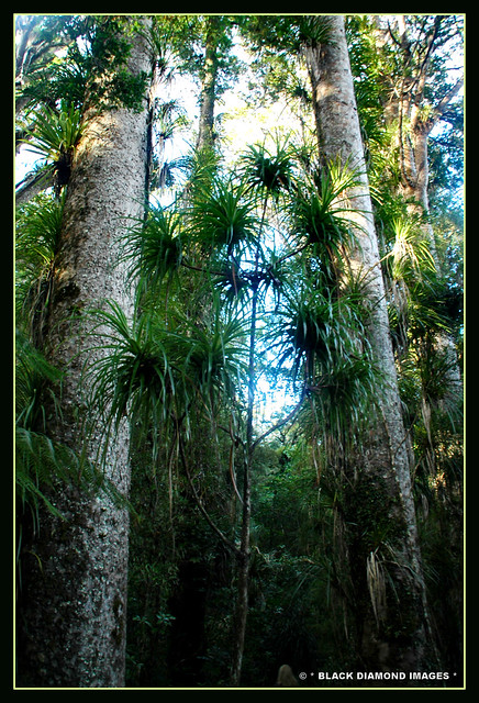 Dracophyllum latifolium - Neinei or Spiderwood - Manginangina Kauri Walk Puketi Forest,Northland,New Zealand