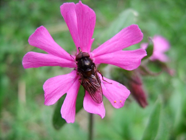 Fly on a Red Campion