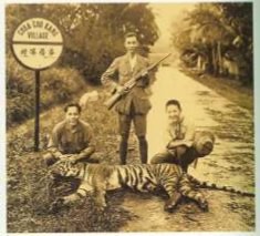 Last wild tiger killed in Choa Chu Kang Village, Singapore, circa 1930