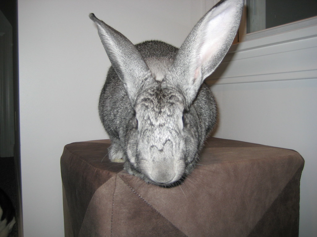Large Silver Rabbit Silver Flemish Giant
