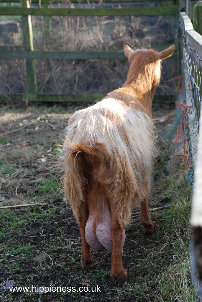 HeeleyCityFarm2 095 | Goats have really, really big testicle… | Philippa  Willitts | Flickr