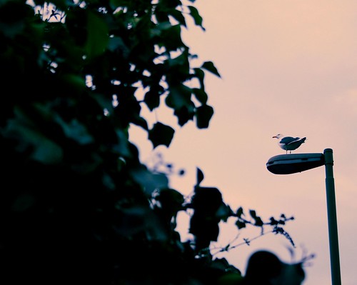 bird at cathays train station