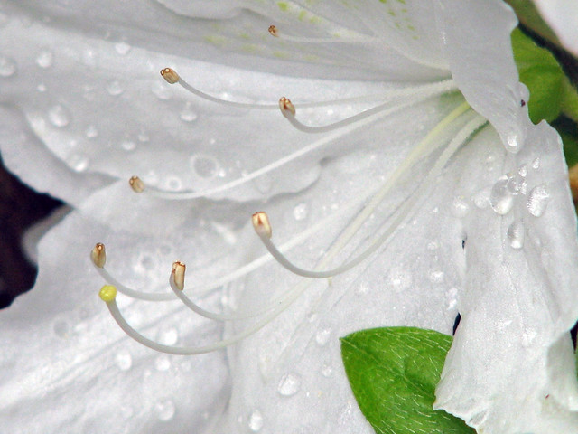 Raindrop-covered white Azalea