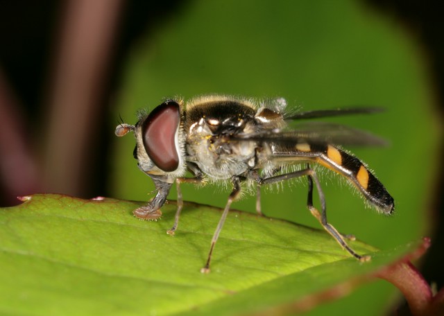 hoverfly taste-testing