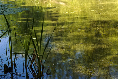 blue green nature water reeds landscape nikon swamp wetland d40 d40x