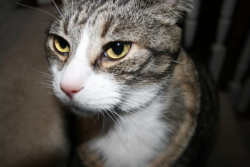boobie. | my cat. | teenagemutant.ninjaturtle | Flickr