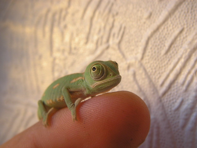 Samus, my chameleon