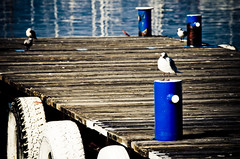 Gabbiano sul molo / Seagull on the pier