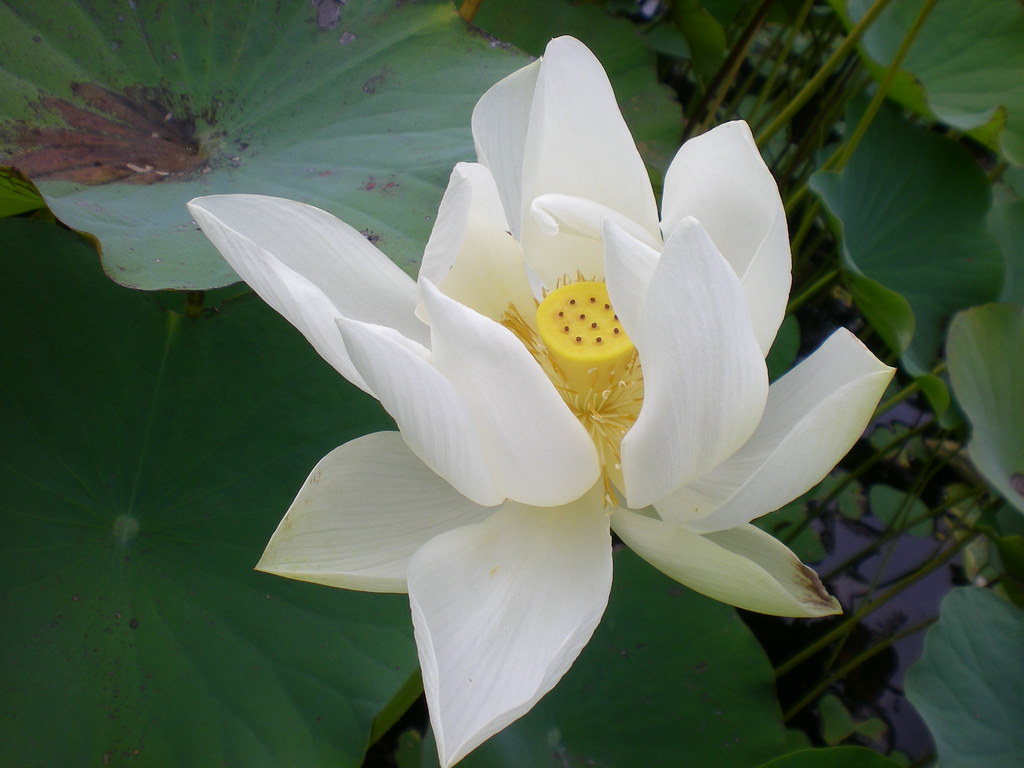 Mauritius Nelumbo nucifera (sacred lotus)