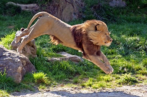Simba in action | by emphasis