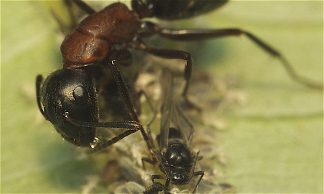 Carpenter ant - Camponotus sp.