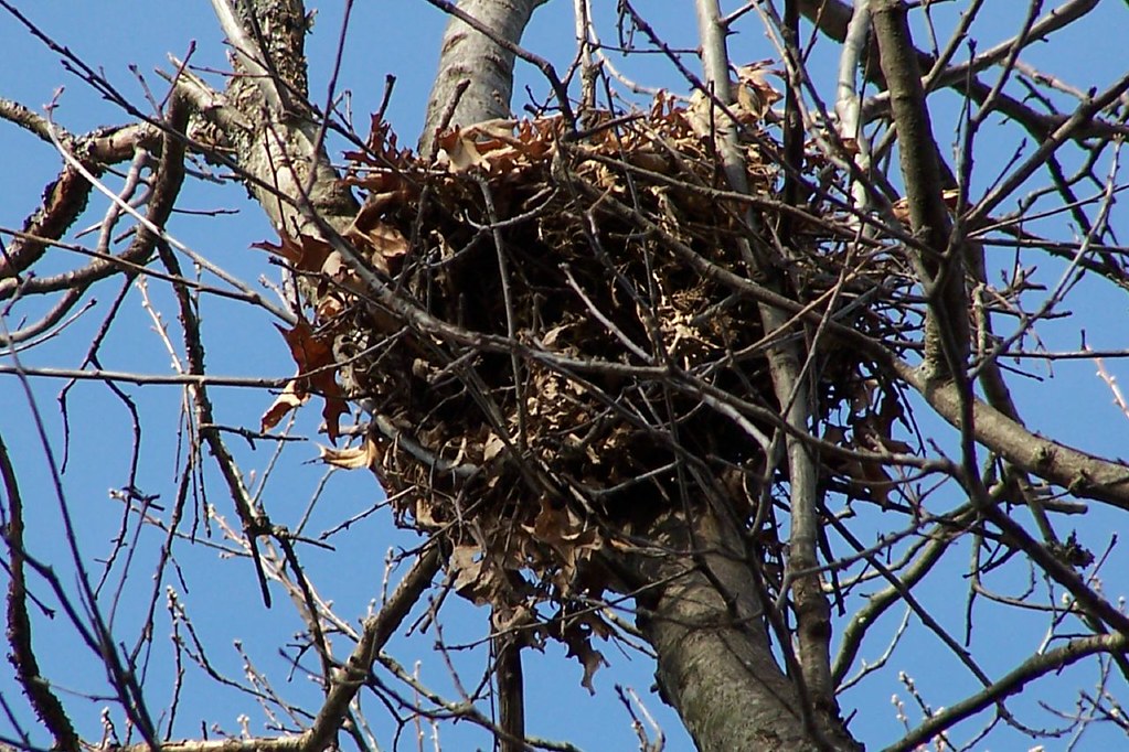 Squirrel nest in my back yard