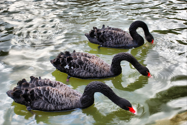 Madrid. Parque del Retiro. Cisne Negro (Cygnus atratus).
