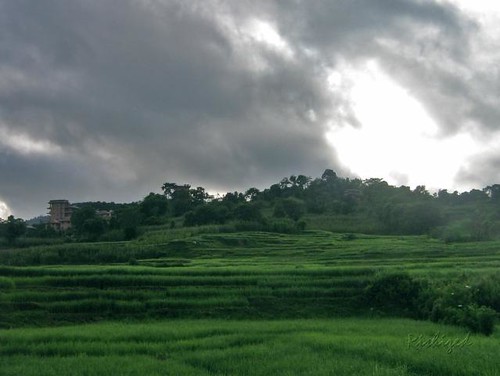 nepal paddy resort kathmandu ricefield highlight paddies terracedfarming secludedresort naturalterraces