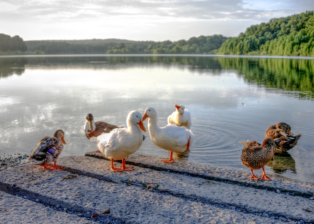 Ducks at Chambers Lake