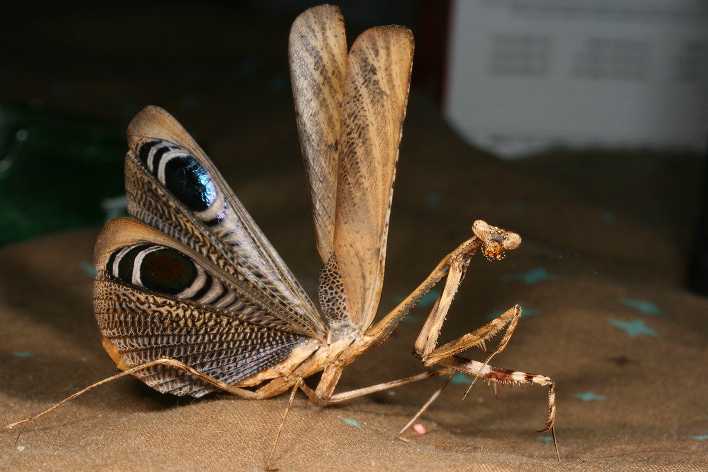 Крылья богомолов. Pseudempusa pinnapavonis. Богомол Pseudempusa pinnapavonis. Богомол пятнистокрылый (Iris polystictica). Мадагаскарский богомол.