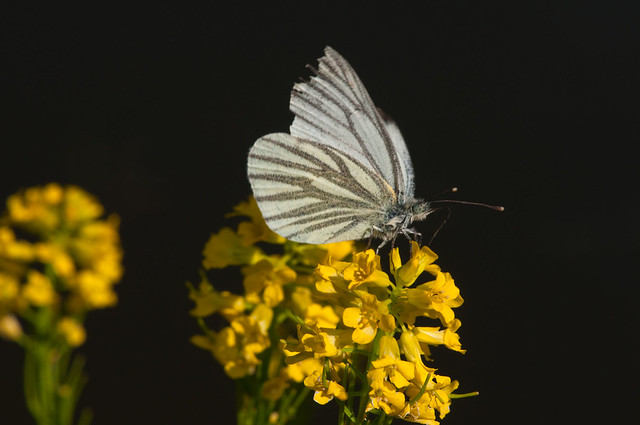black veined white butterfly on yellow mustard (2)