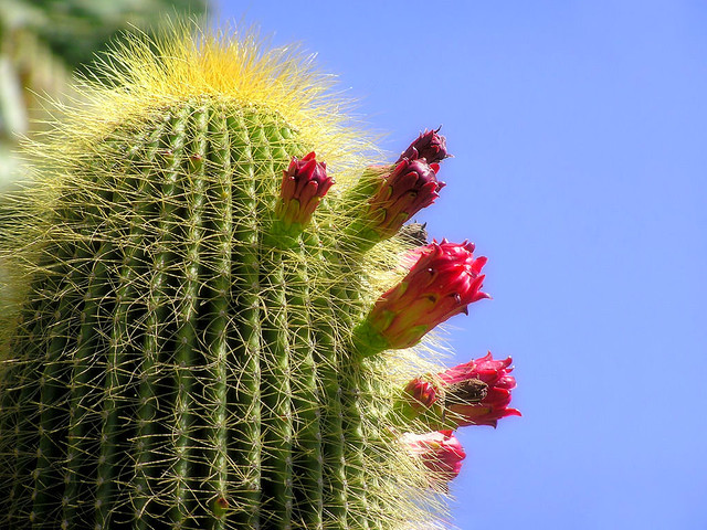 Cacti in bloom