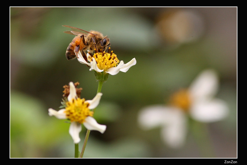 Tháng 3 - Mùa con Ong đi lấy mật | Huongnt_bk | Flickr