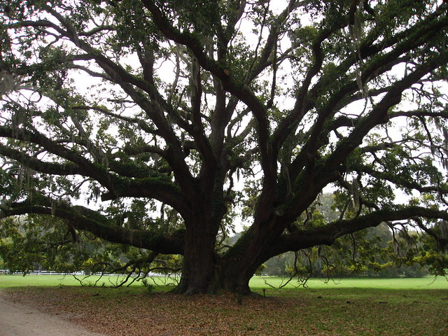 Ancient live oak