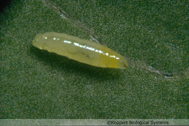 Liriomyza bryoniae larva tomato leafminer Koppert Biological Systems 14096