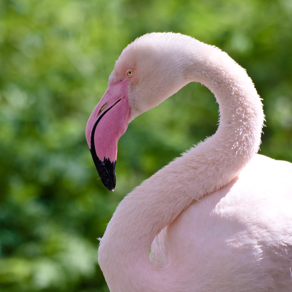 Какое животное розовое. Карликовый Фламинго. Обыкновенный Фламинго. Розовый Фламинго. Фламинго обыкновенный или розовый.