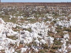 Blown Cotton