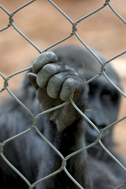 Caged Great Ape