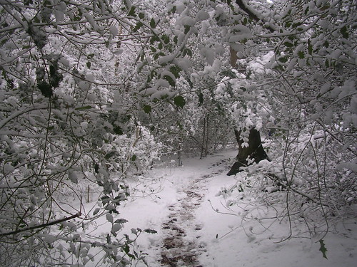 Snowy scene Haslemere Circular (silent walk)