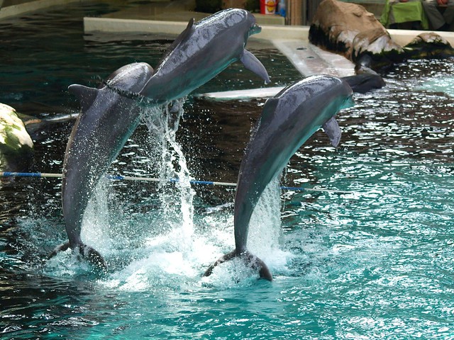 Dolphin Show in the Dolphinarium of the Duisburg Zoo, 073