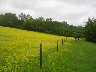 Us walking near the buttercups Wakes Colne to Bures Spectacular show of....