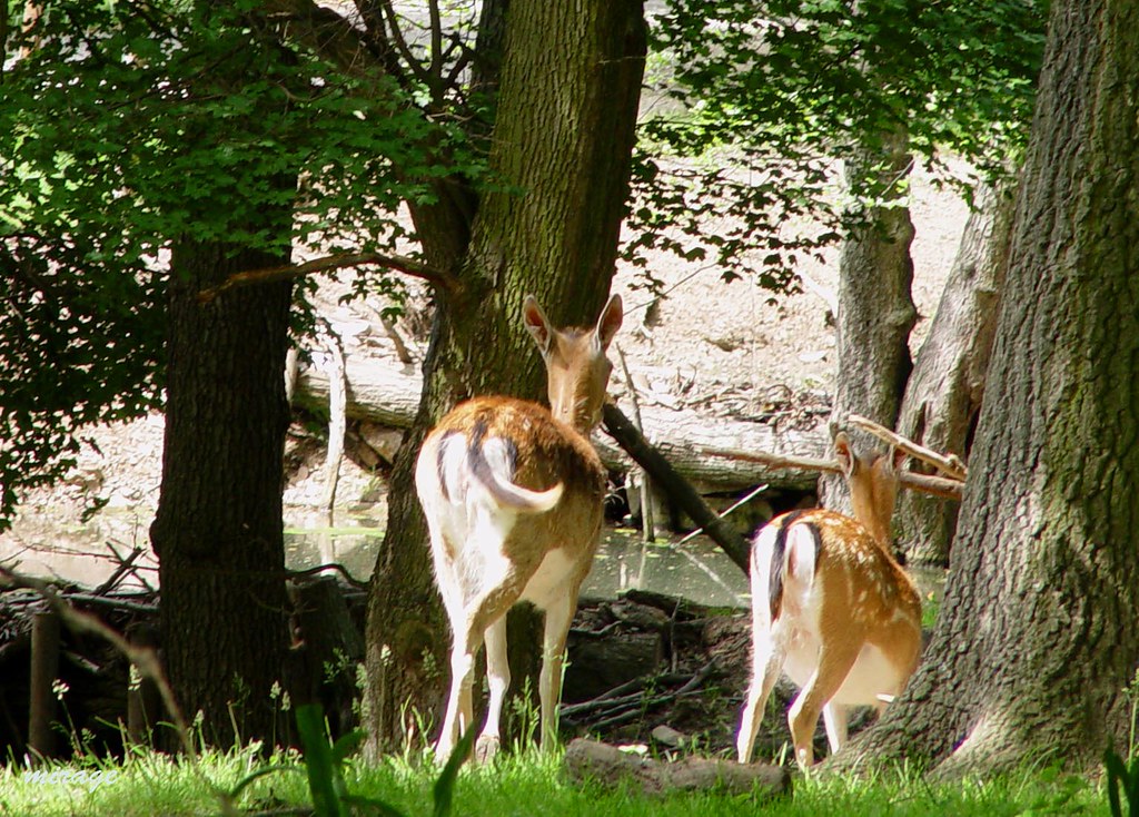 Parks and Game Centers in Vienna For Fun-Loving Kids, deer