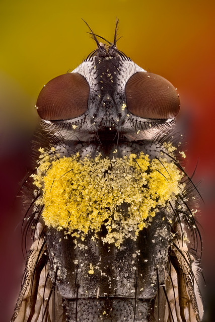 mosca con polen